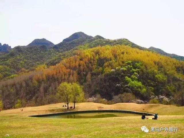 杜兰特余庆小叶苦丁茶—贵州杜兰特茶业有限公司
